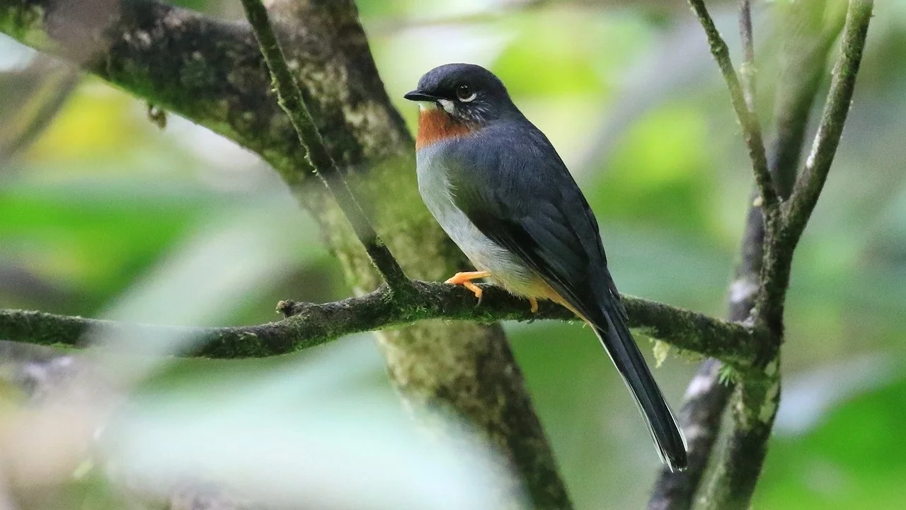 A true beauty both in appearance and voice - the Rufous-throated Solitaire