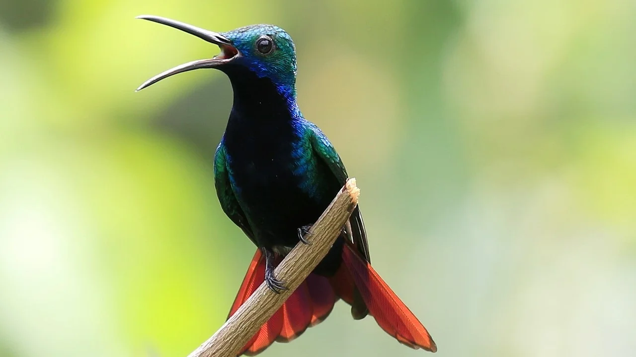 A brilliant Black-throated Mango - photo by BTI co-leader Keith Clarkson