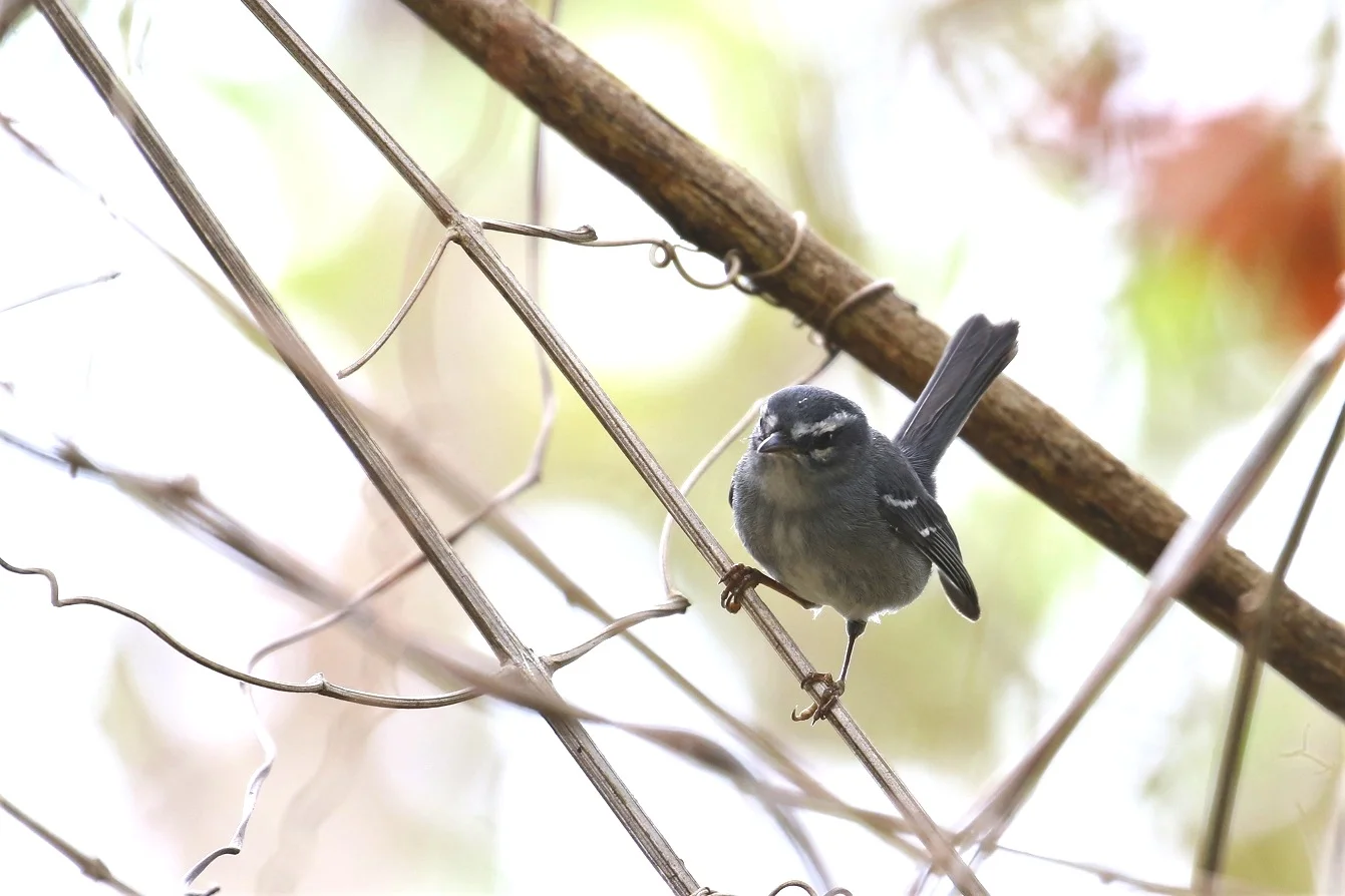 The near endemic Plumbeous Warbler is a reliable sighting (photo© Birding the Islands client Béatrice Henricot)