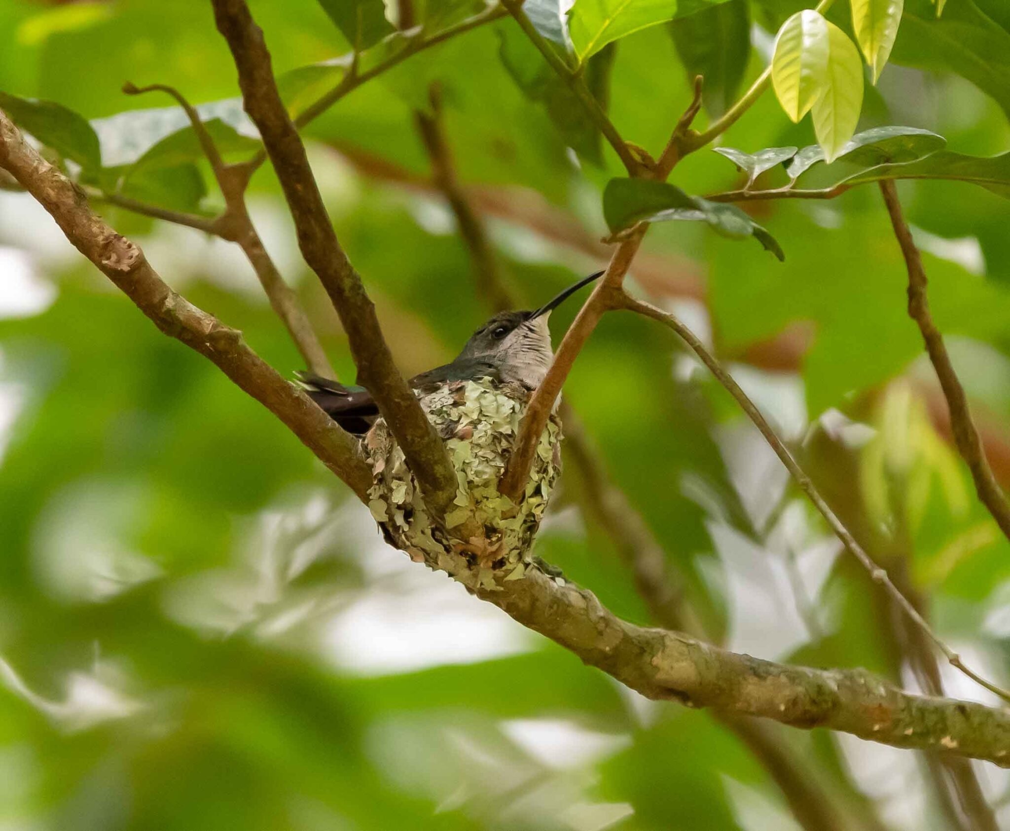 Antillean Mango on nest.jpg