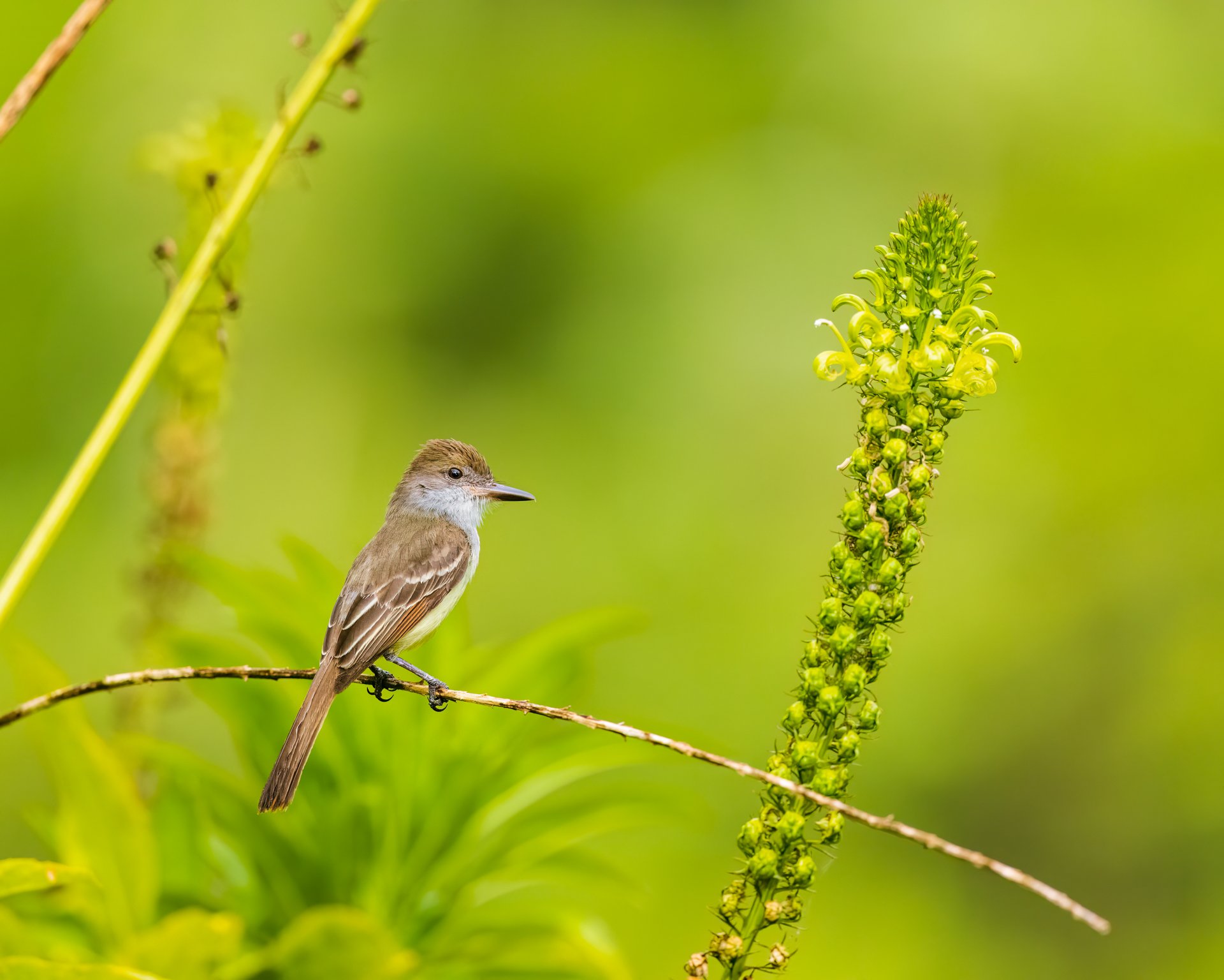 grenada flycatcher 0231-.jpeg