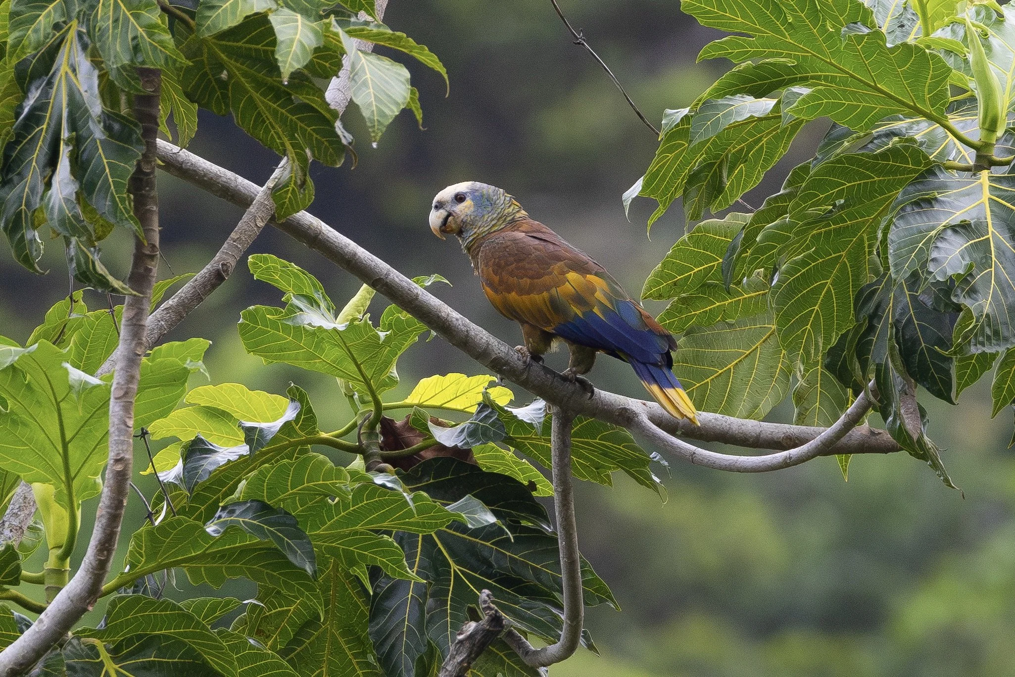 st.vincent parrot js.jpg