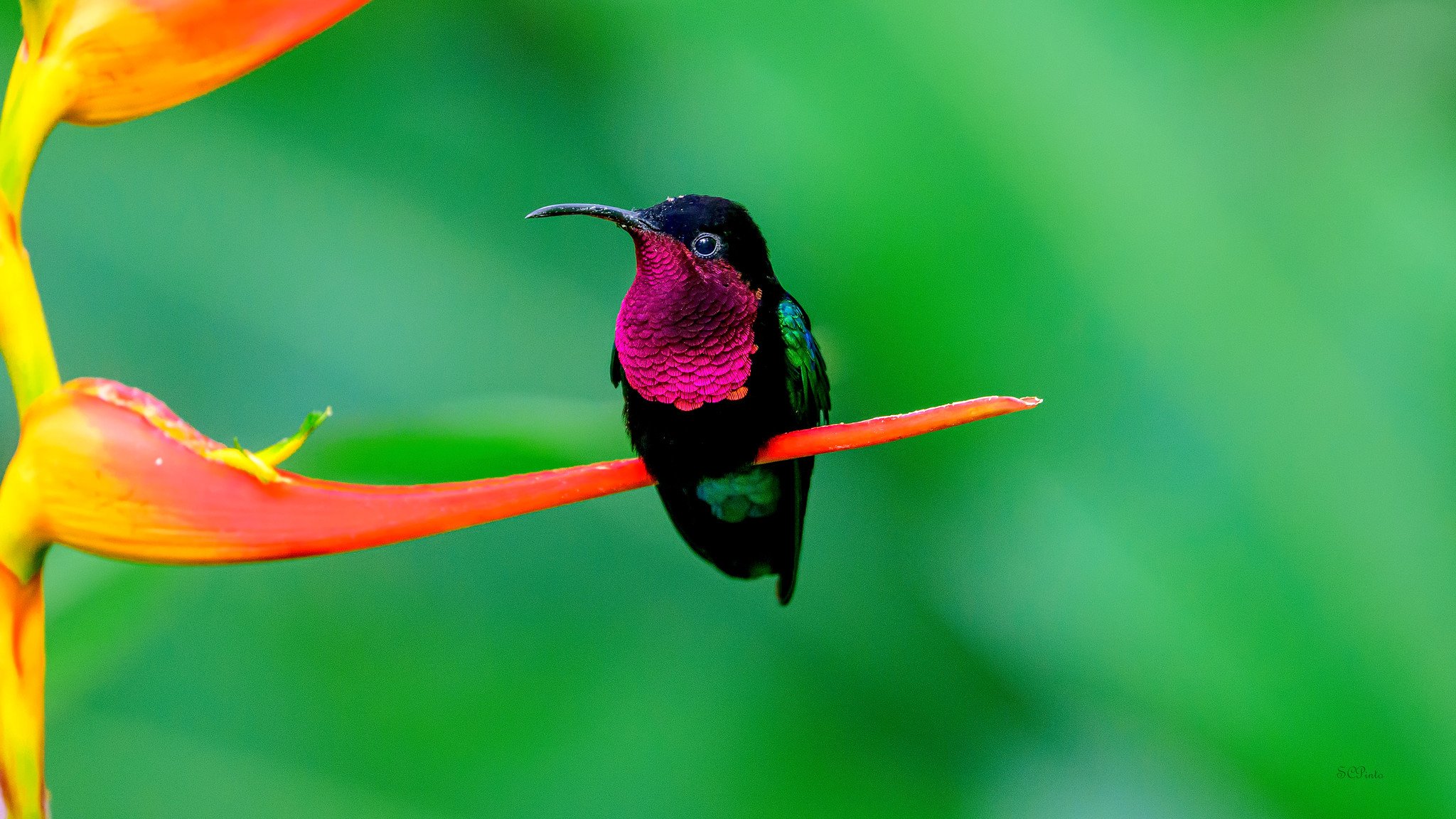 Purple-throated Carib by Shailesh Pinto.jpg