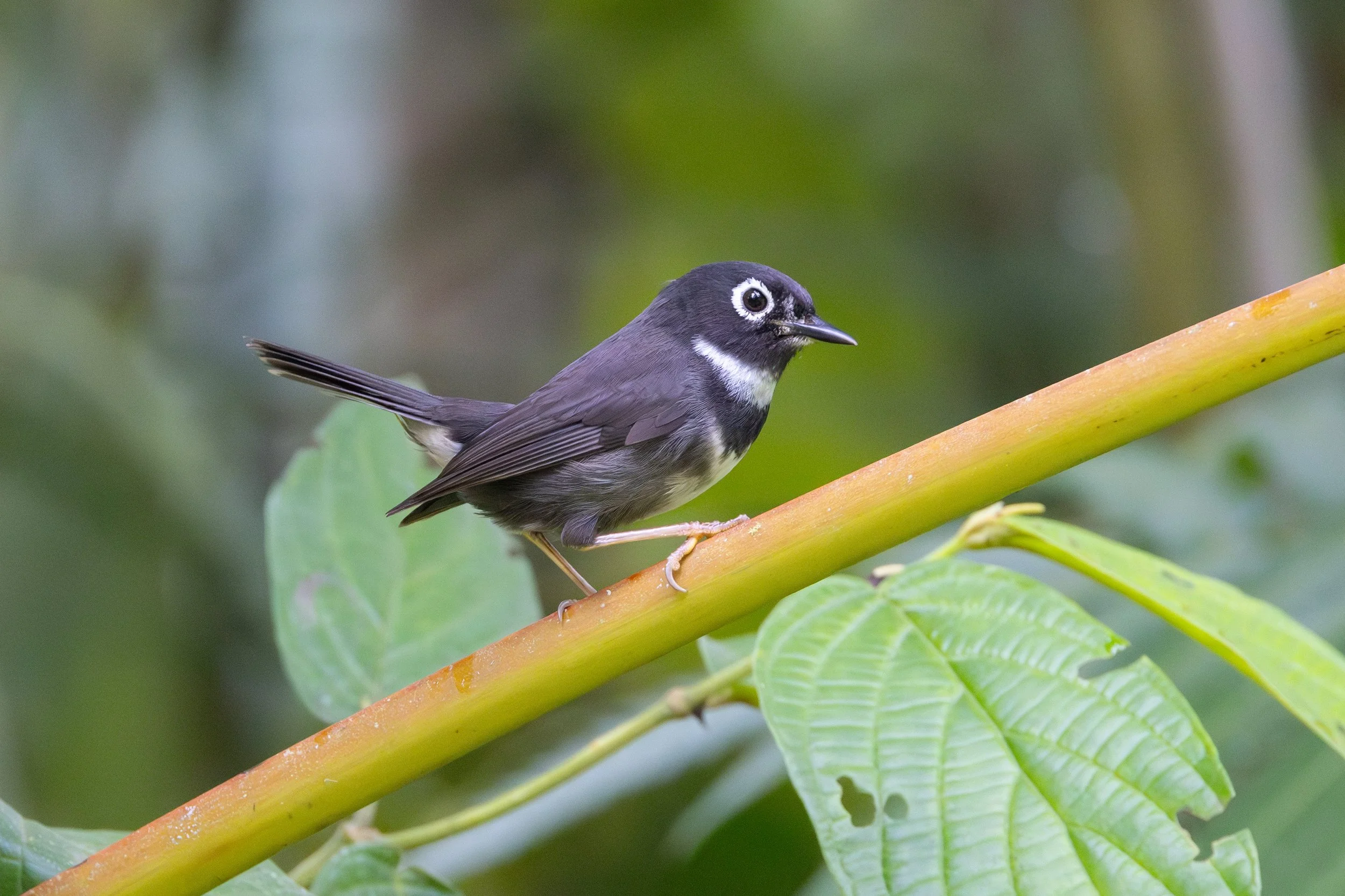 whistling warbler 2 js.jpg