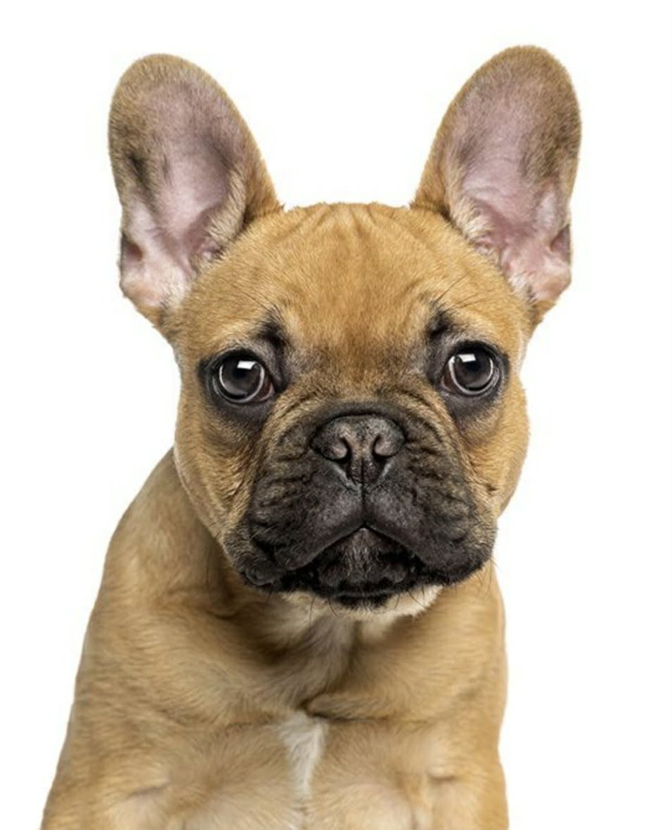 french bulldog pop art pet.jpg
