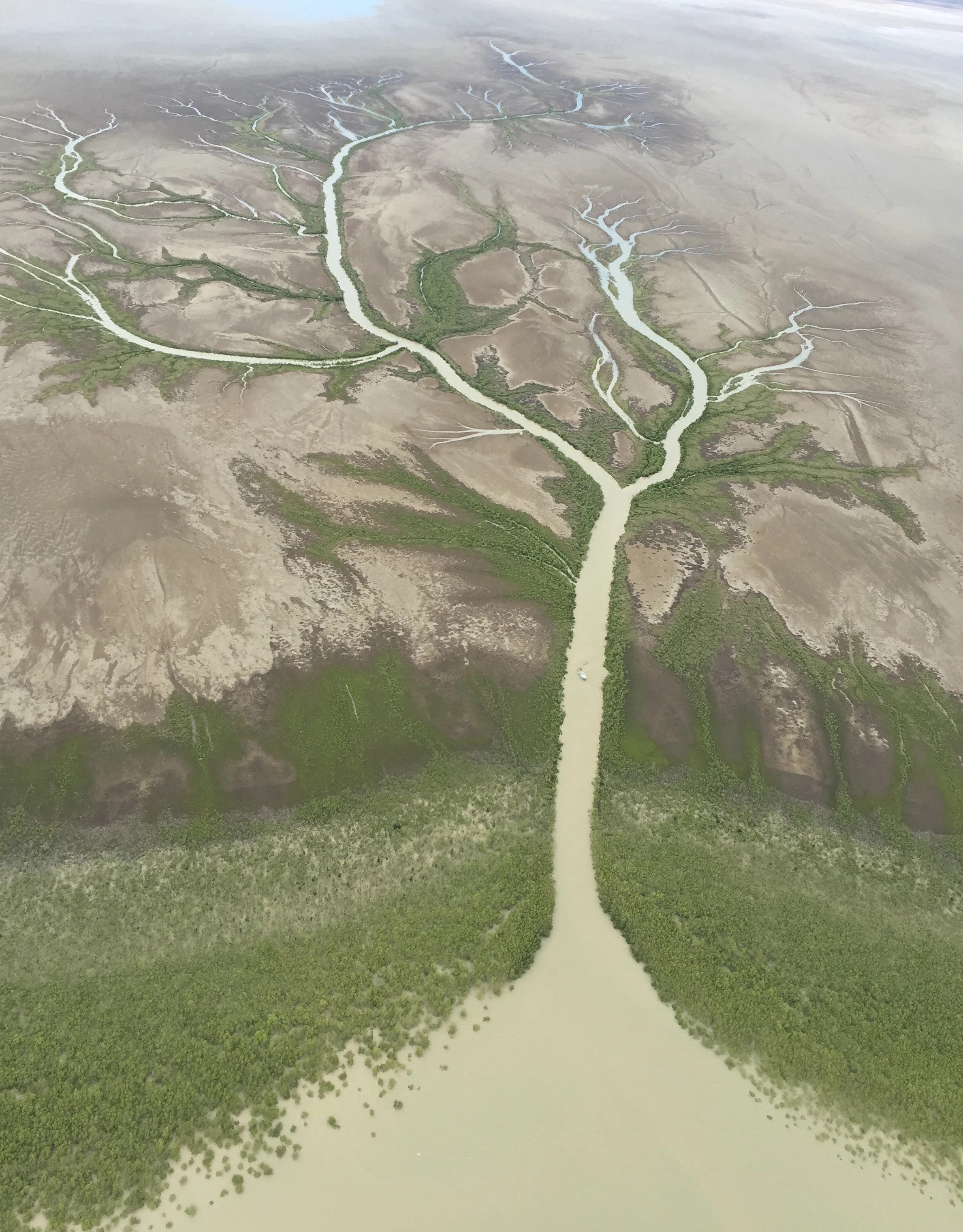 Tree of Life Northern Australian.jpg