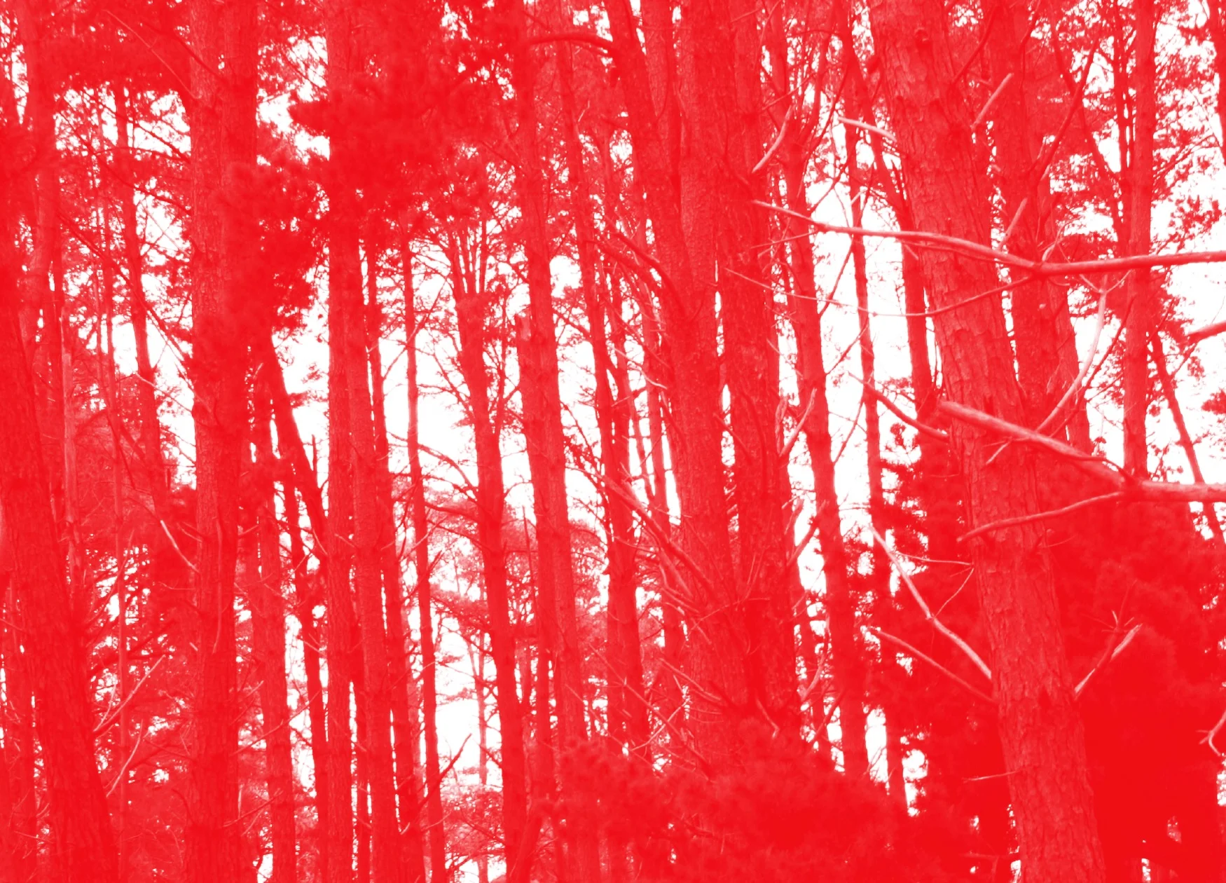 KCAT red forest.jpg