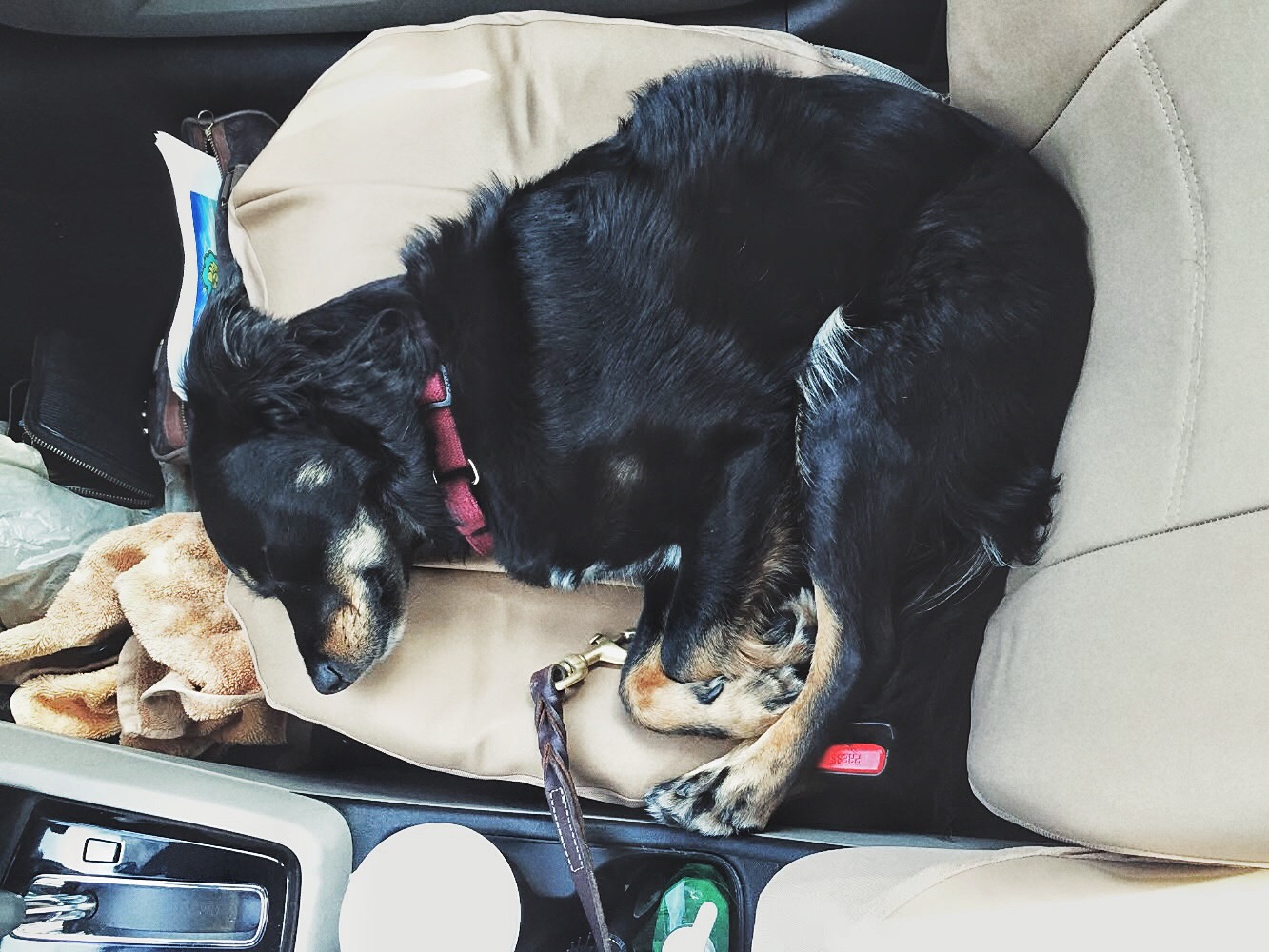  Chelsia's dog, Otto, who accompanied her during her reporting on the escape, the manhunt, and the aftermath.&nbsp; (Chelsia Rose Marcius/June 19, 2015)&nbsp;  