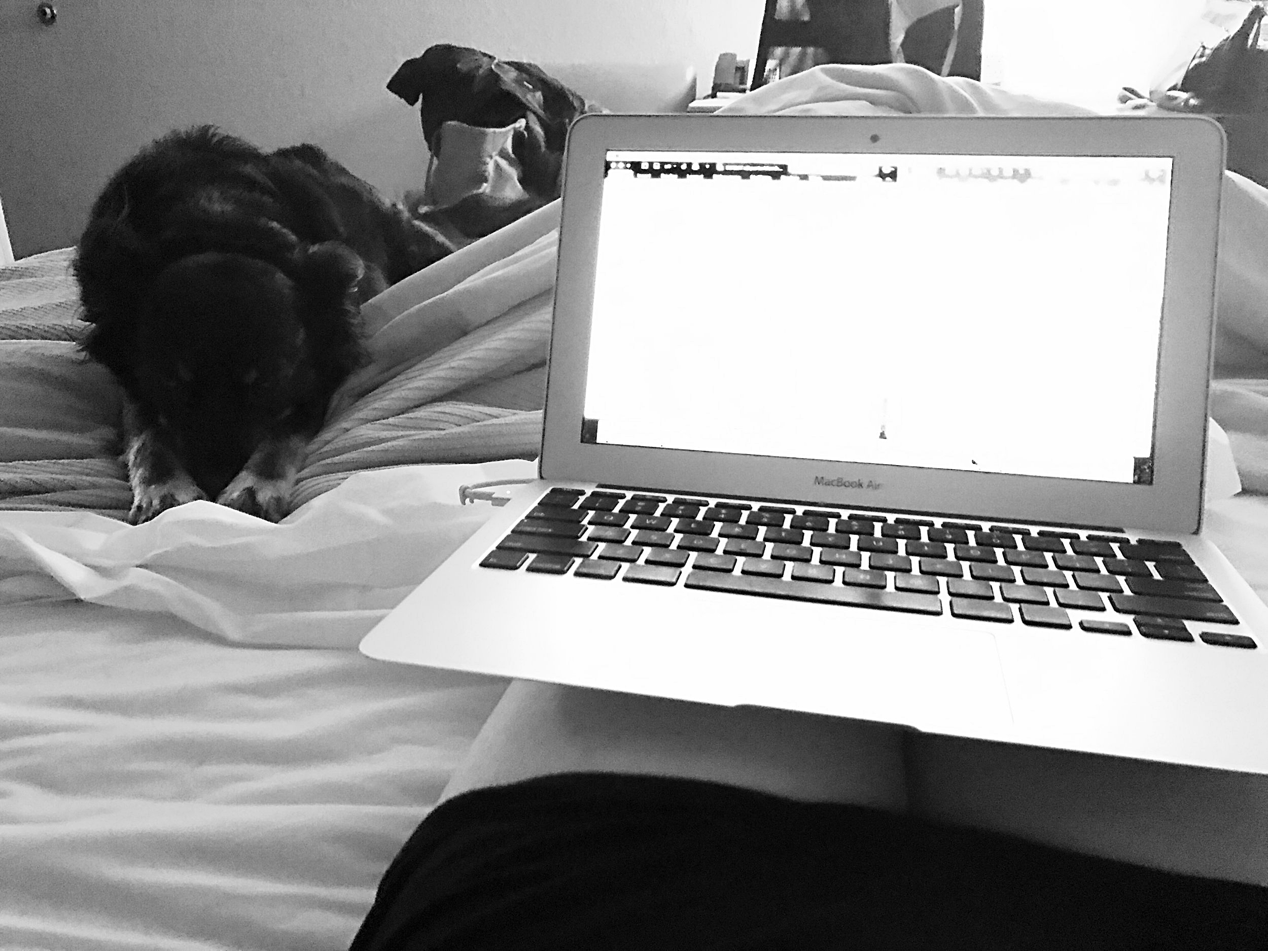  Chelsia's pup, Otto, lays by her side at a hotel in Malone, N.Y. as she works on writing Wild Escape.  (Chelsia Rose Marcius/March 25, 2017)  