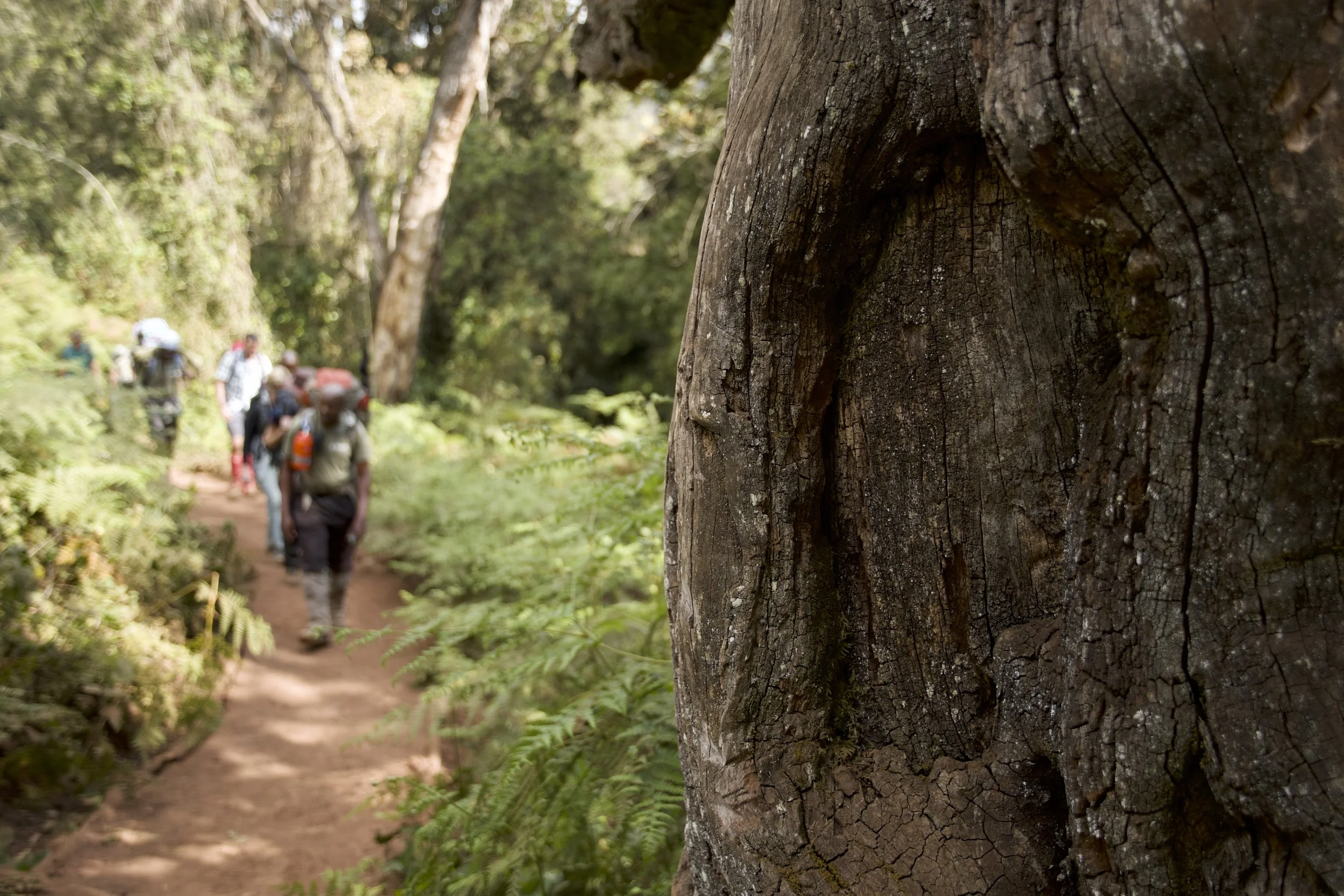 Day 2 / Afromontane Forest