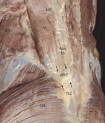 Fascial NeuroBiology: An explanation for possible manual therapy treatment effects