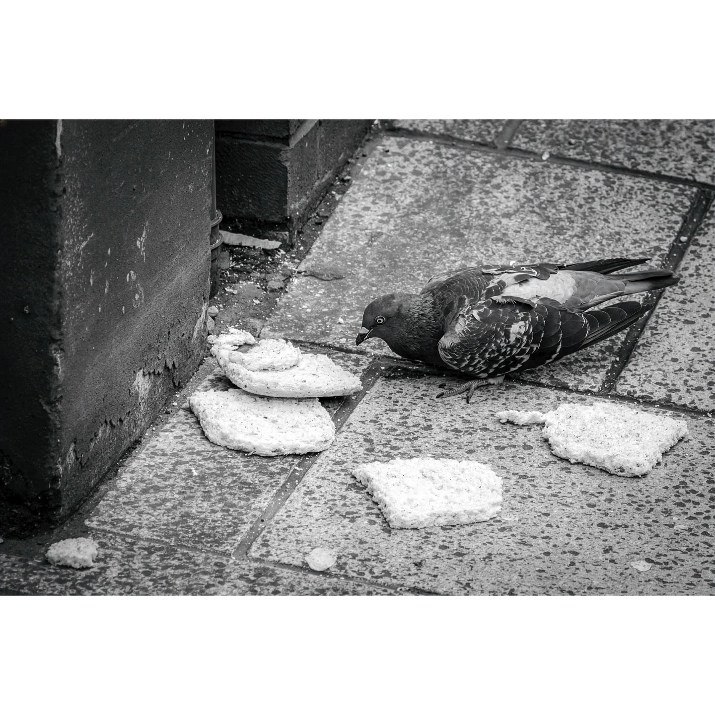 The crumbs of photography.
Sometimes you just aren&rsquo;t feeling it. You wander around for two hours and this all you come back with. 🙁

#blackandwhite #streetphotography #pigeon #bnw #bnwstreetphotography
