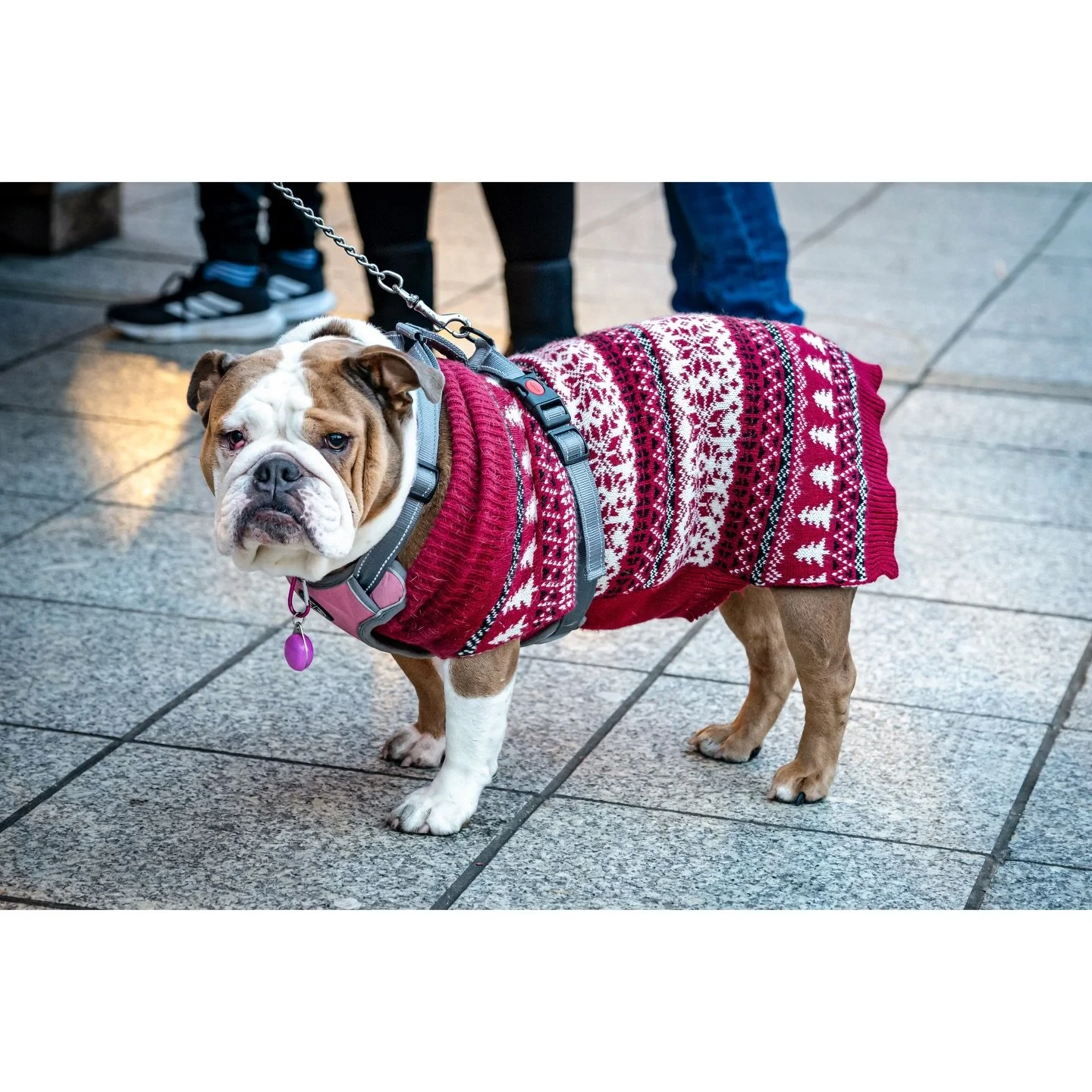 All I want for Christmas is treats!
Leeds Christmas Market pooch getting attention and sleighing it in knitwear.

#leeds #dogsofinstagram #dogsatchristmas #igersleeds #christmasjumper