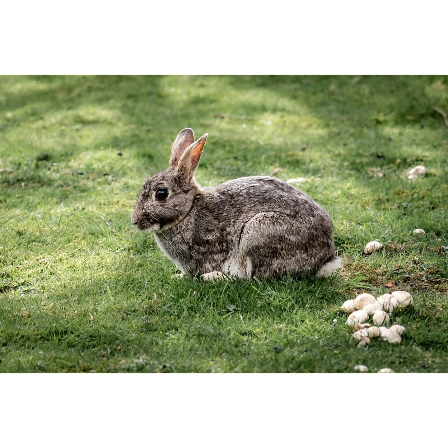 Yesterday I shot an actual Easter Bunny. Happy Easter. 

#easterbunny #rabbit #rabbitsofinstagram #leeds #bunny