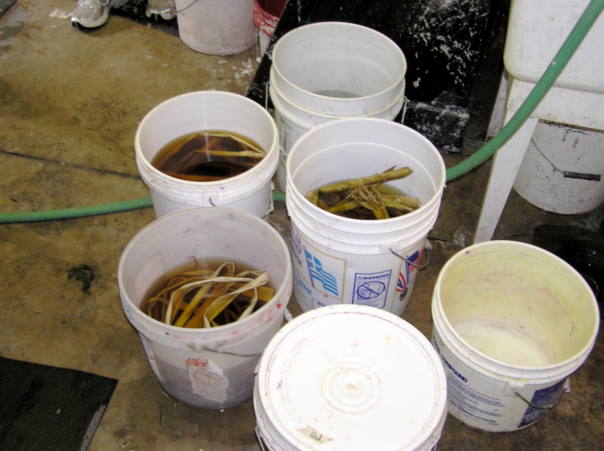  Kozo and Gampi fibers soaking in pails prior to cooking, rinsing and beating.   