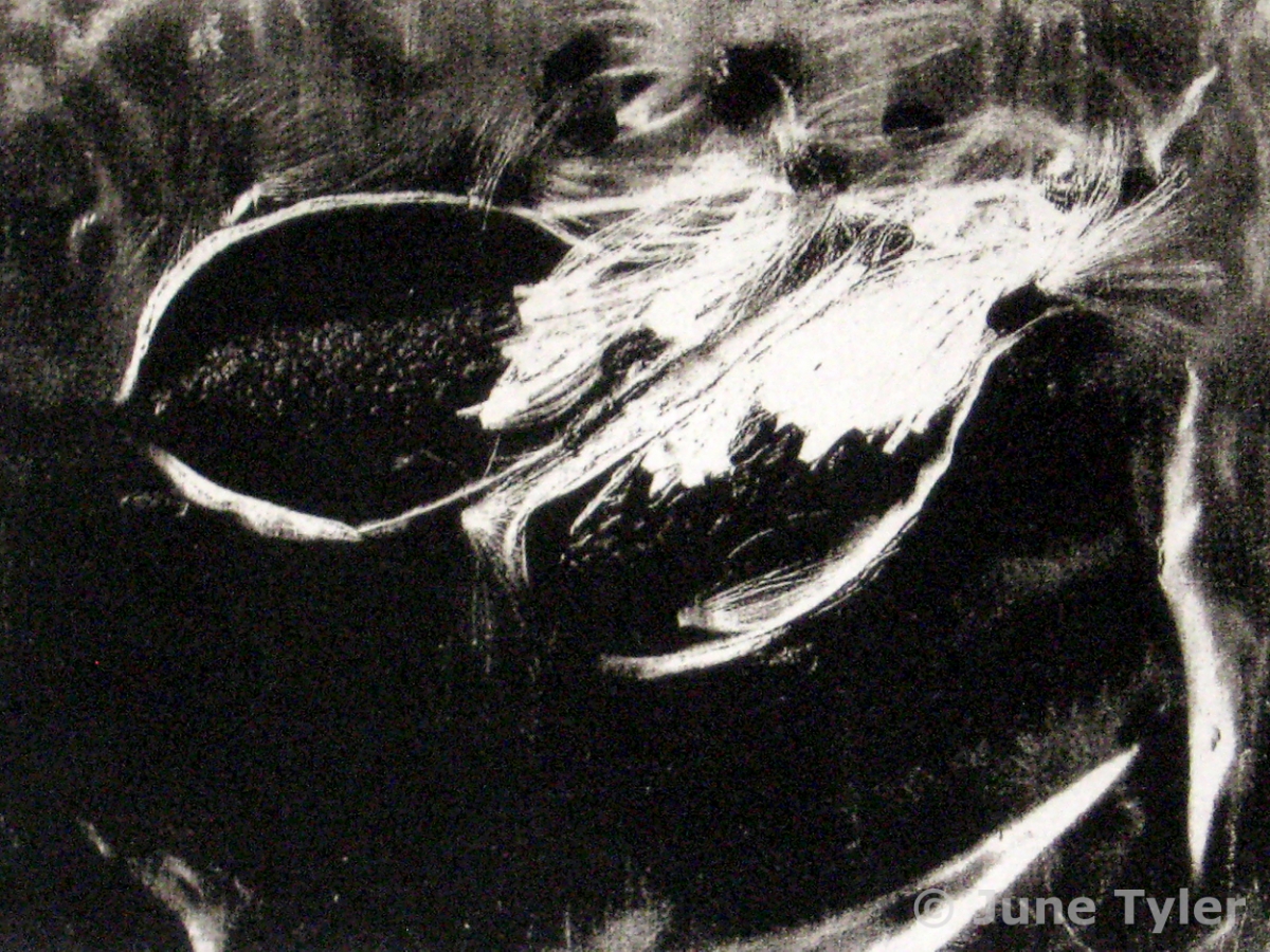 "Milkweed Pods" 7" x 5" Image size Solar print