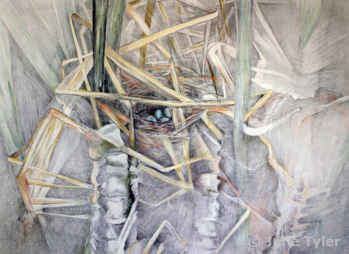  "Nest of Grasses and Bones" 2005 22" x 30" Graphite and Prismacolor pencil drawing 