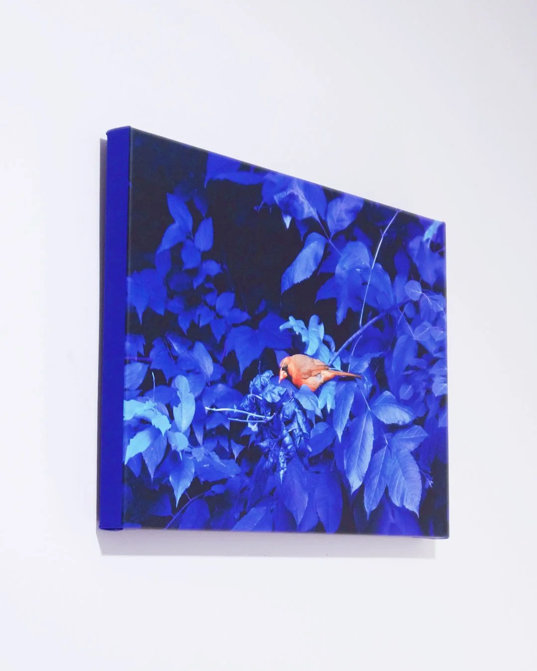 Red_on_Blue_Canvas_Prints_1_Side.jpg