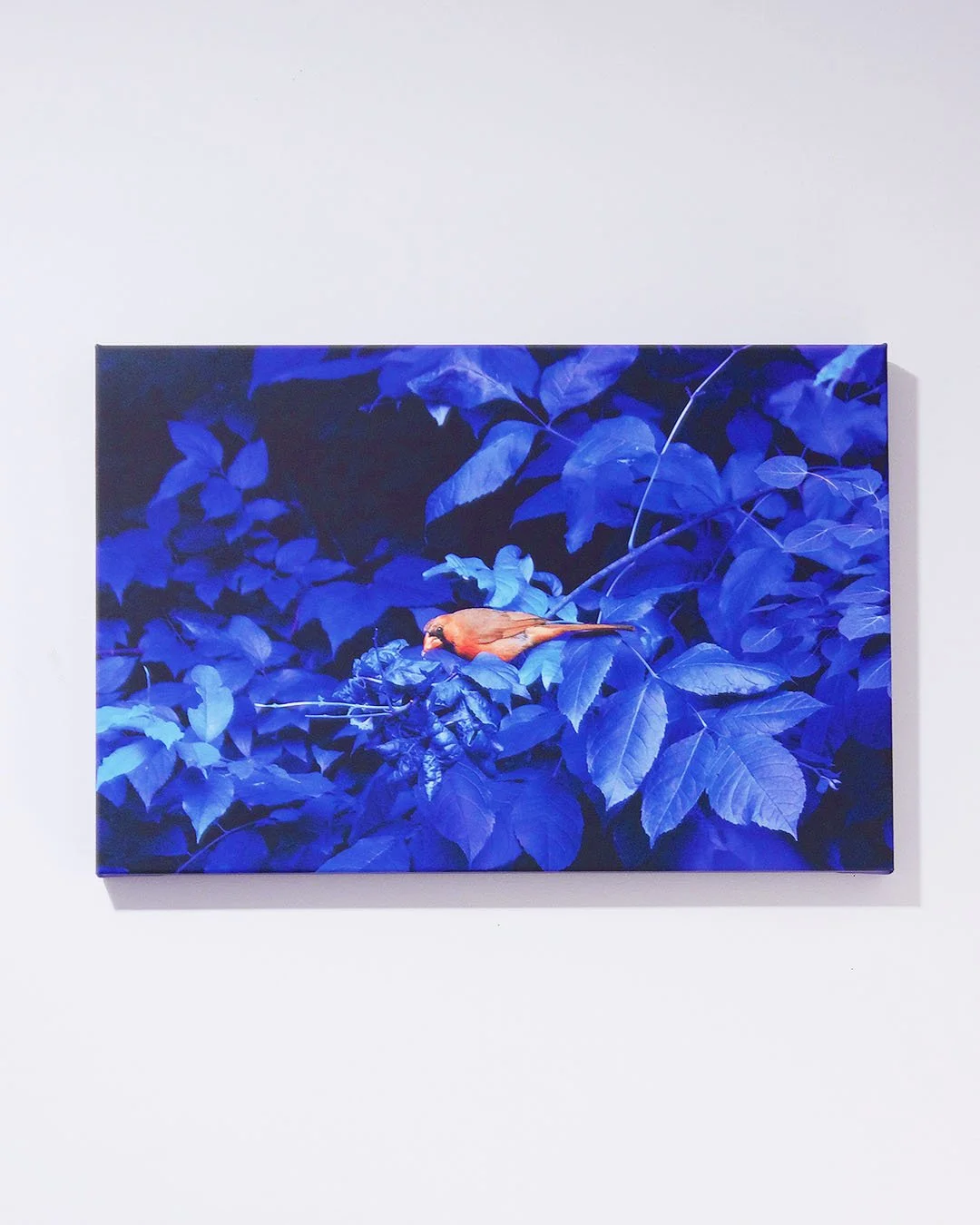 Red_on_Blue_Canvas_Prints_1_Front.jpg