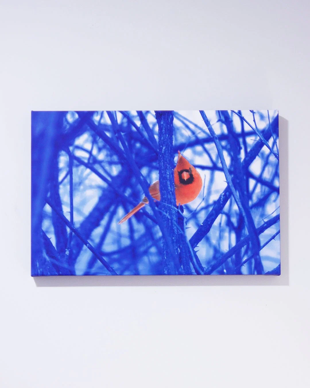 Red_on_Blue_Canvas_Prints_4_Front.jpg