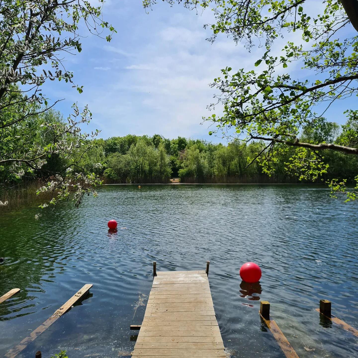 Springtime is here 🌱☀️
#spring #springtime #springvibes #sunshine #sunshinetherapy #lake #lakelife #lakeside #jetty #nature #water #wildlife #countrylife