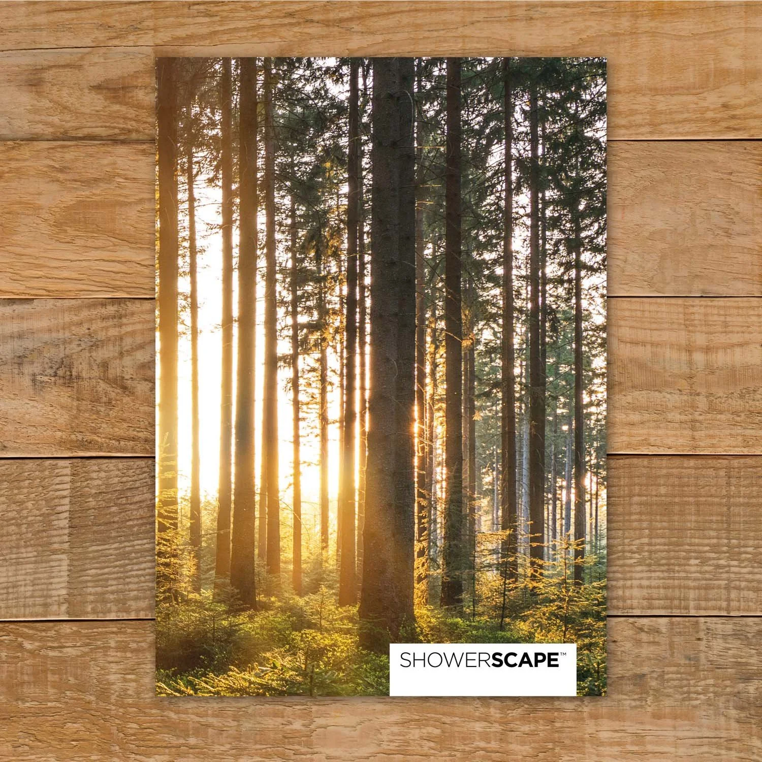 ShSc_Sample_ForestLight.jpg