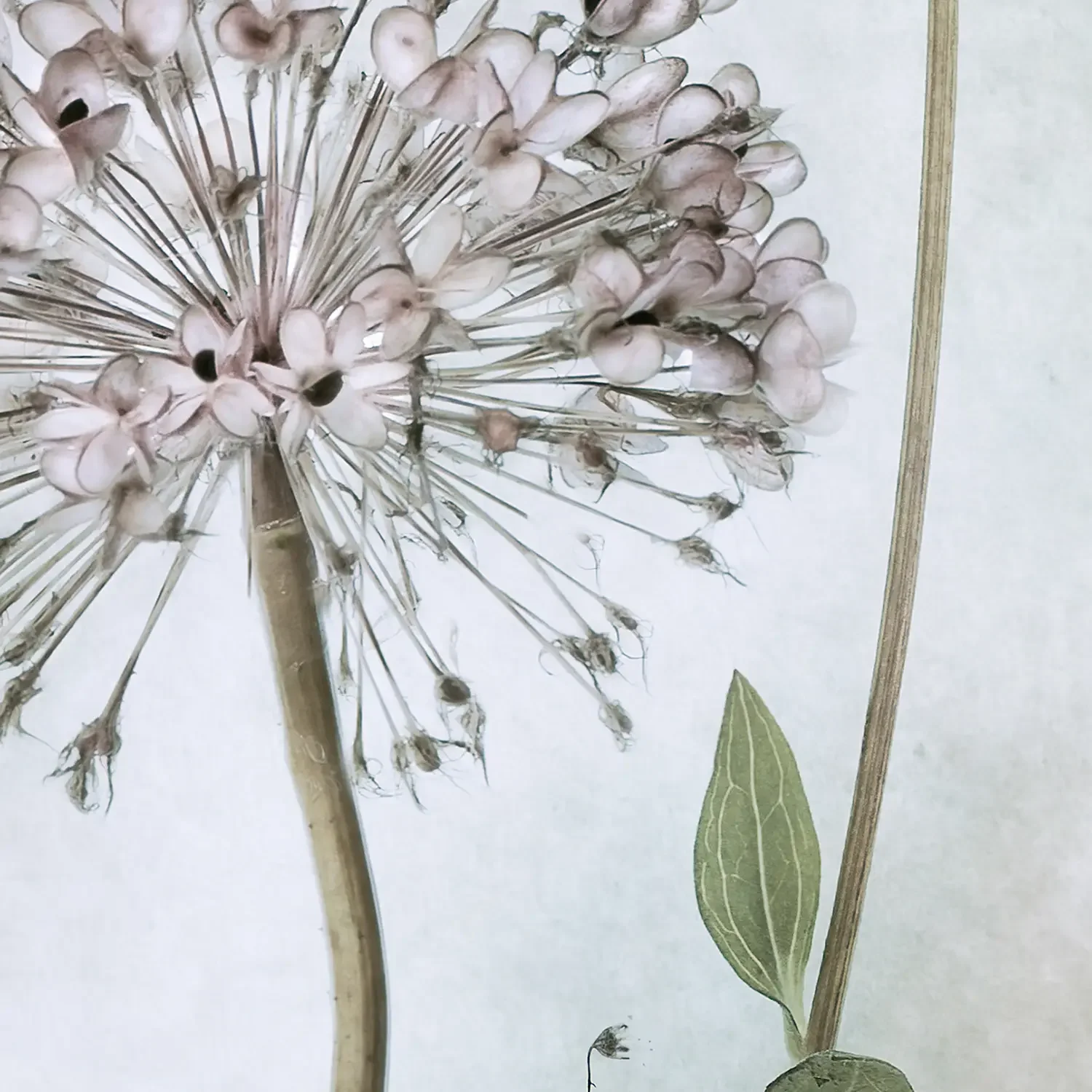 Allium_detail_1500px.webp