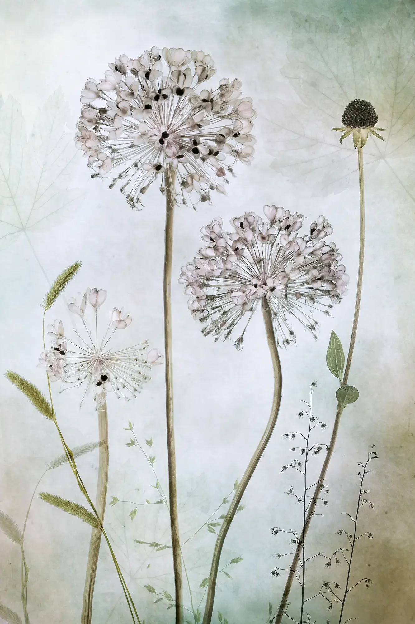 Allium_2000px.webp