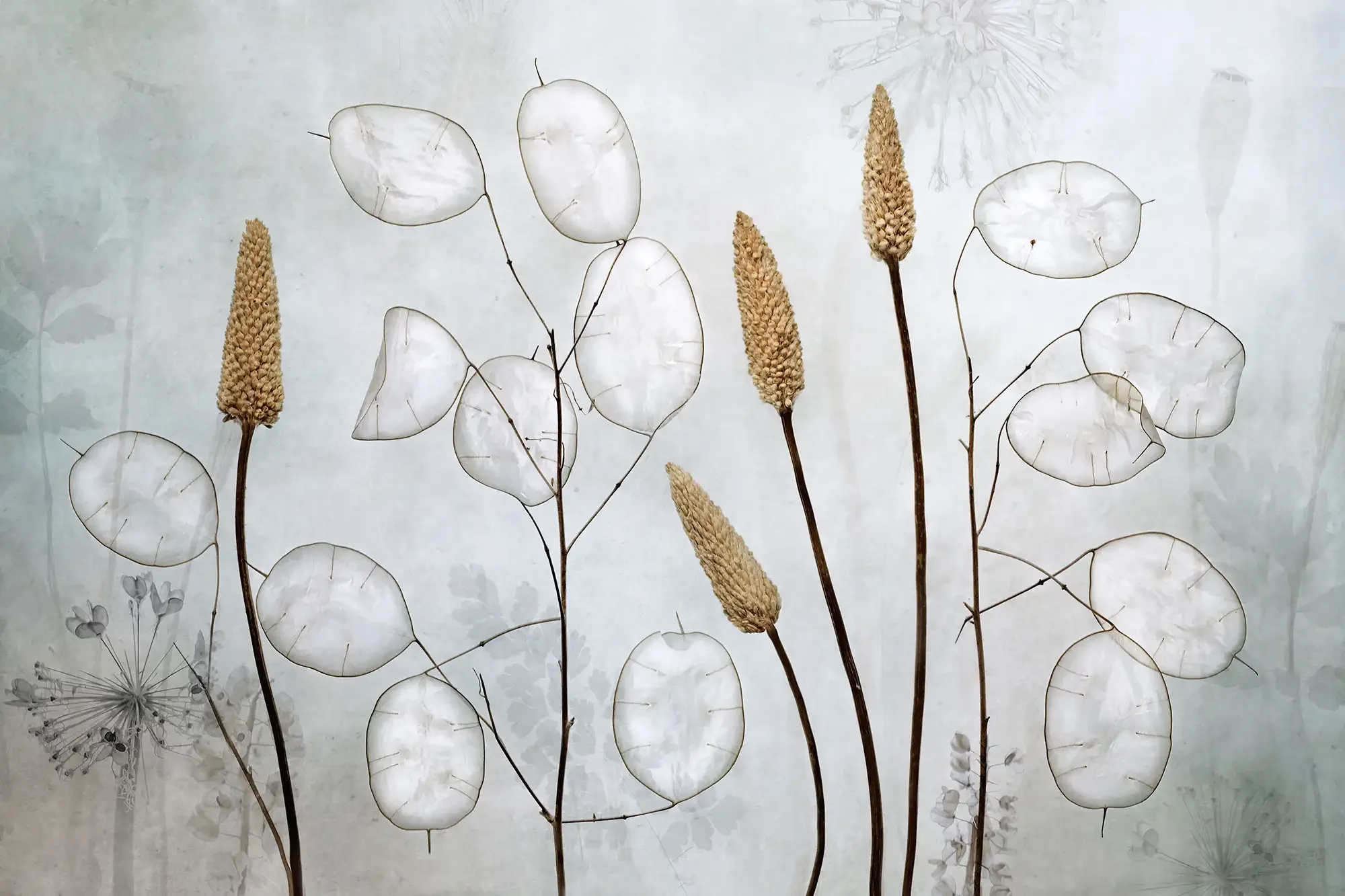 Lunaria_2000px.webp