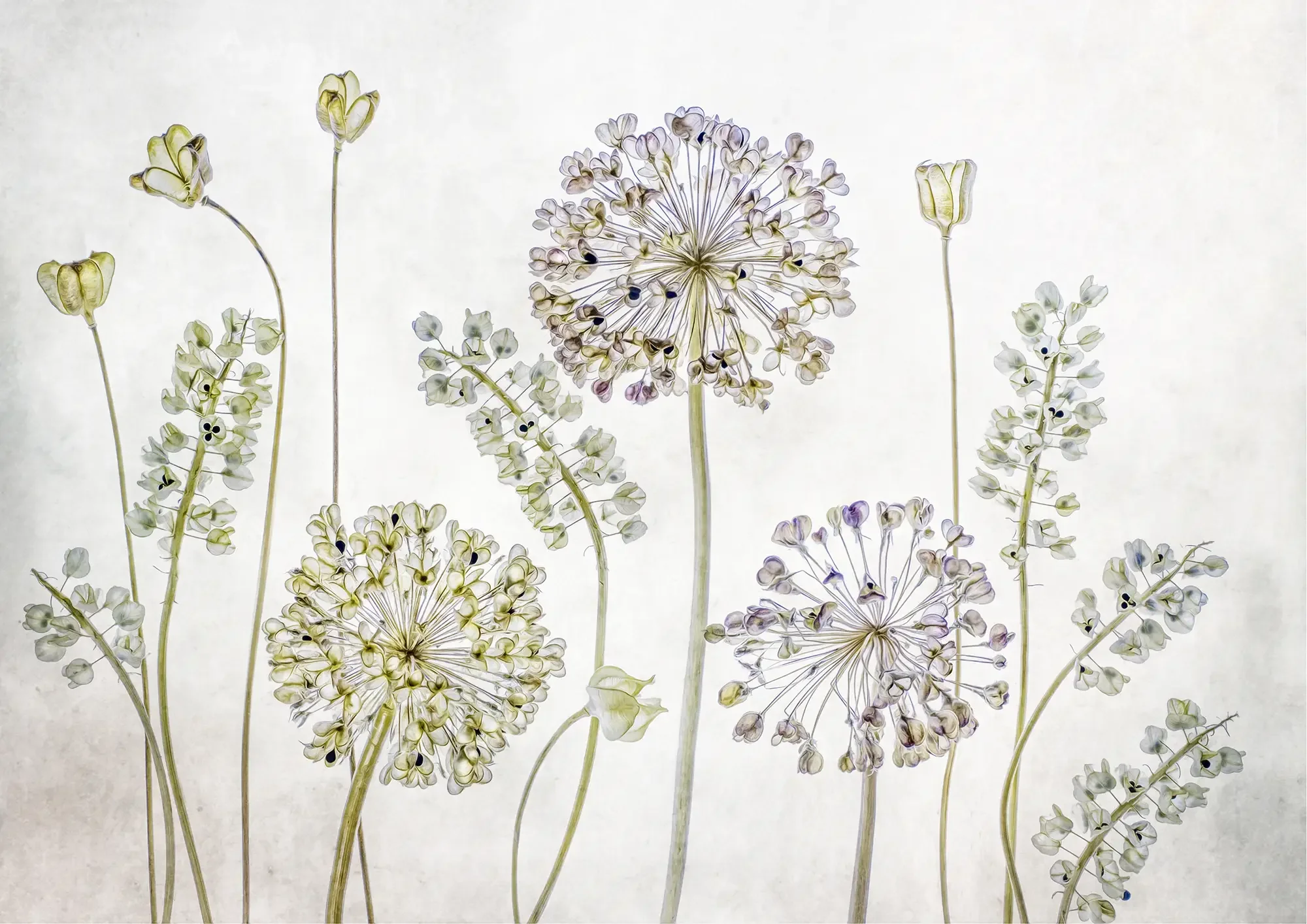 Allium-Muscari_2000px.webp