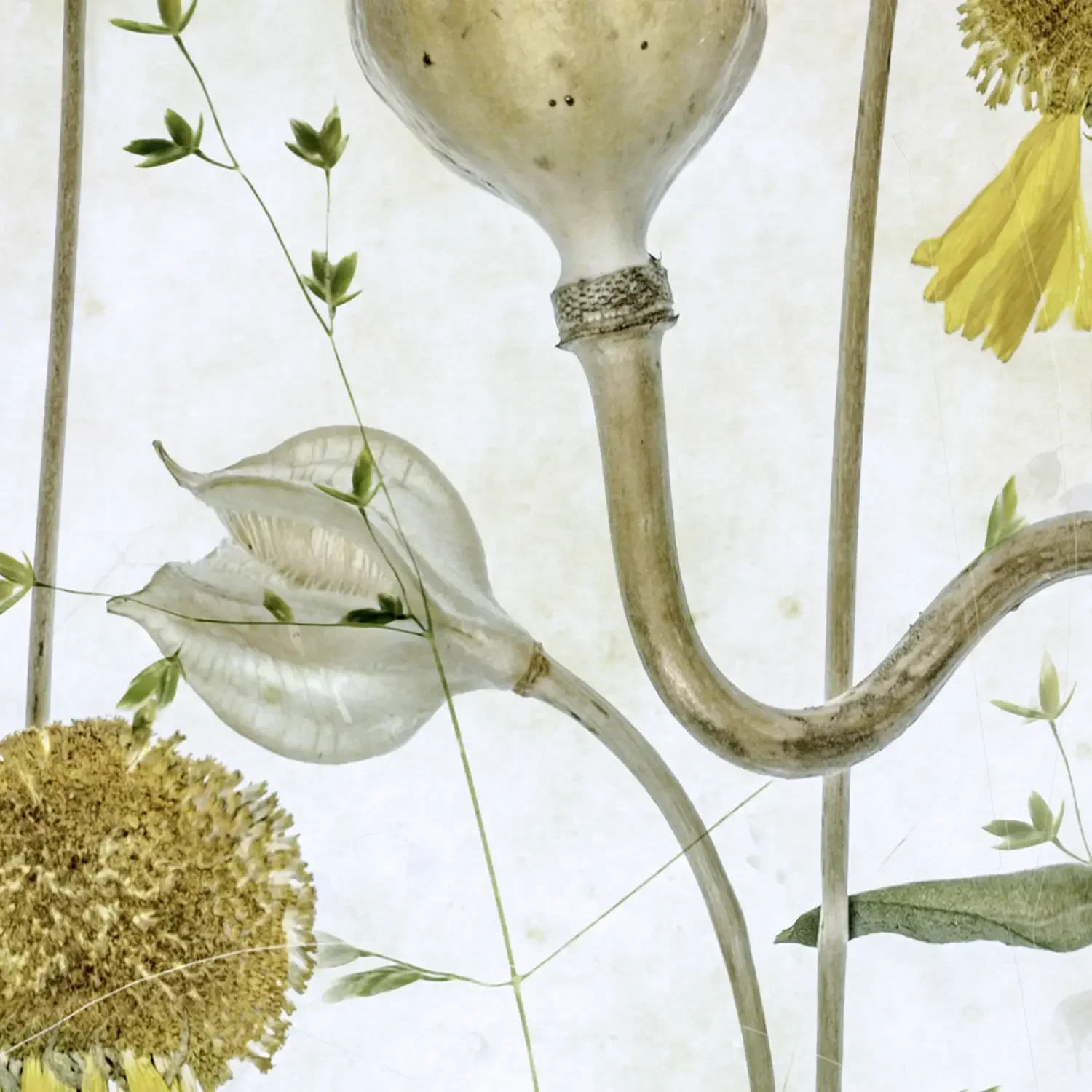 Poppies and helenium_detail_1500px.webp