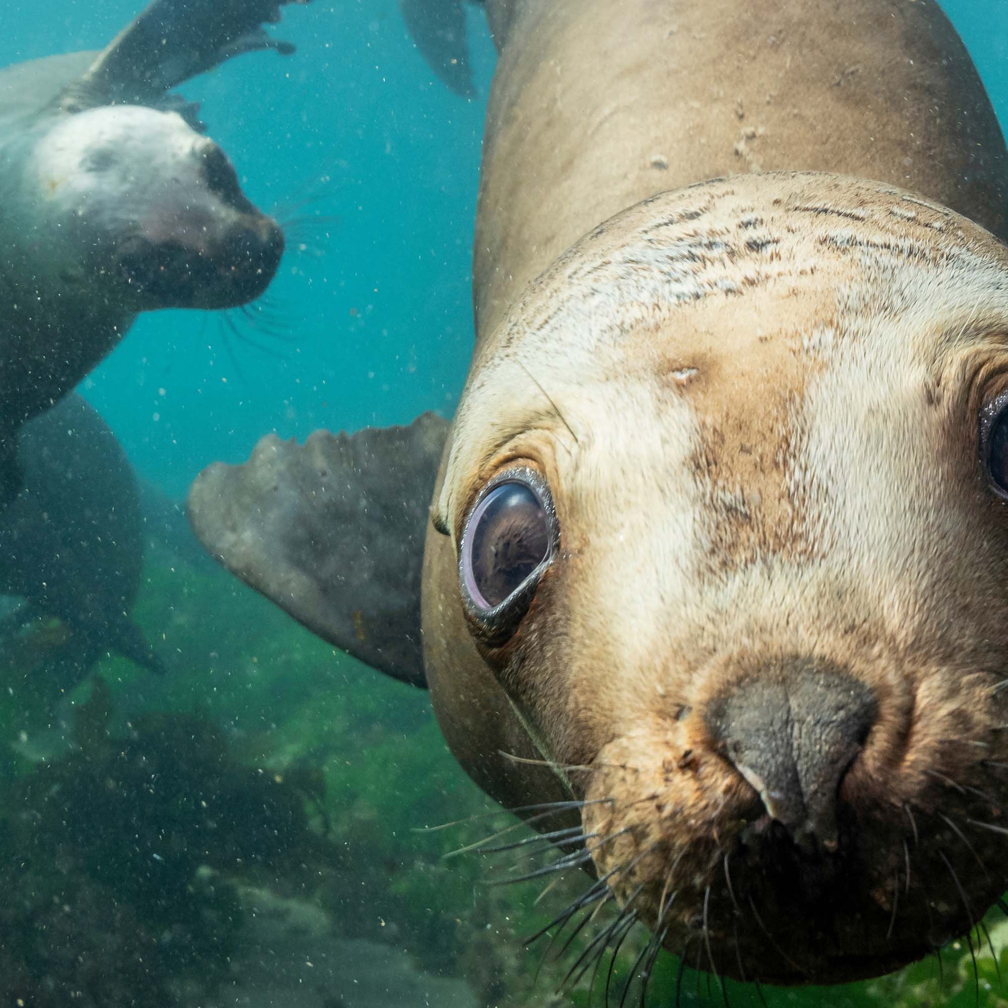 Close-up detail image of cute seal face and high level of detail of high resolution shower panel image.