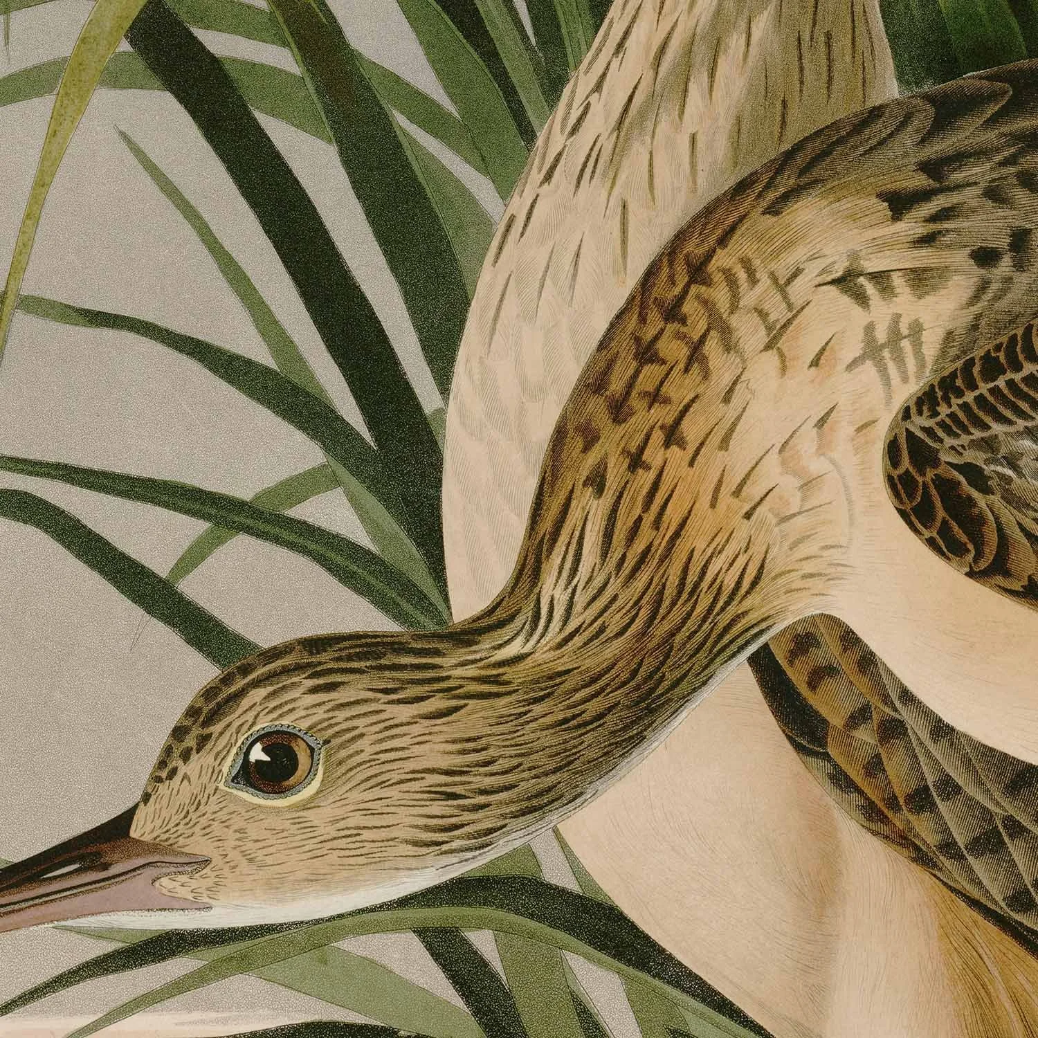 Detail crop of Audubon Long-billed Curlew art print, showing fine etching detail.