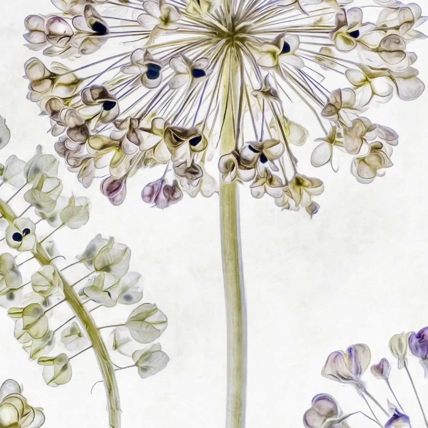 Allium-Muscari_detail_1500px.webp