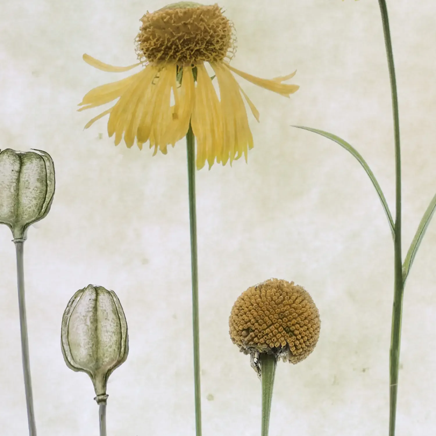 Close up crop of photography of yellow flower heads