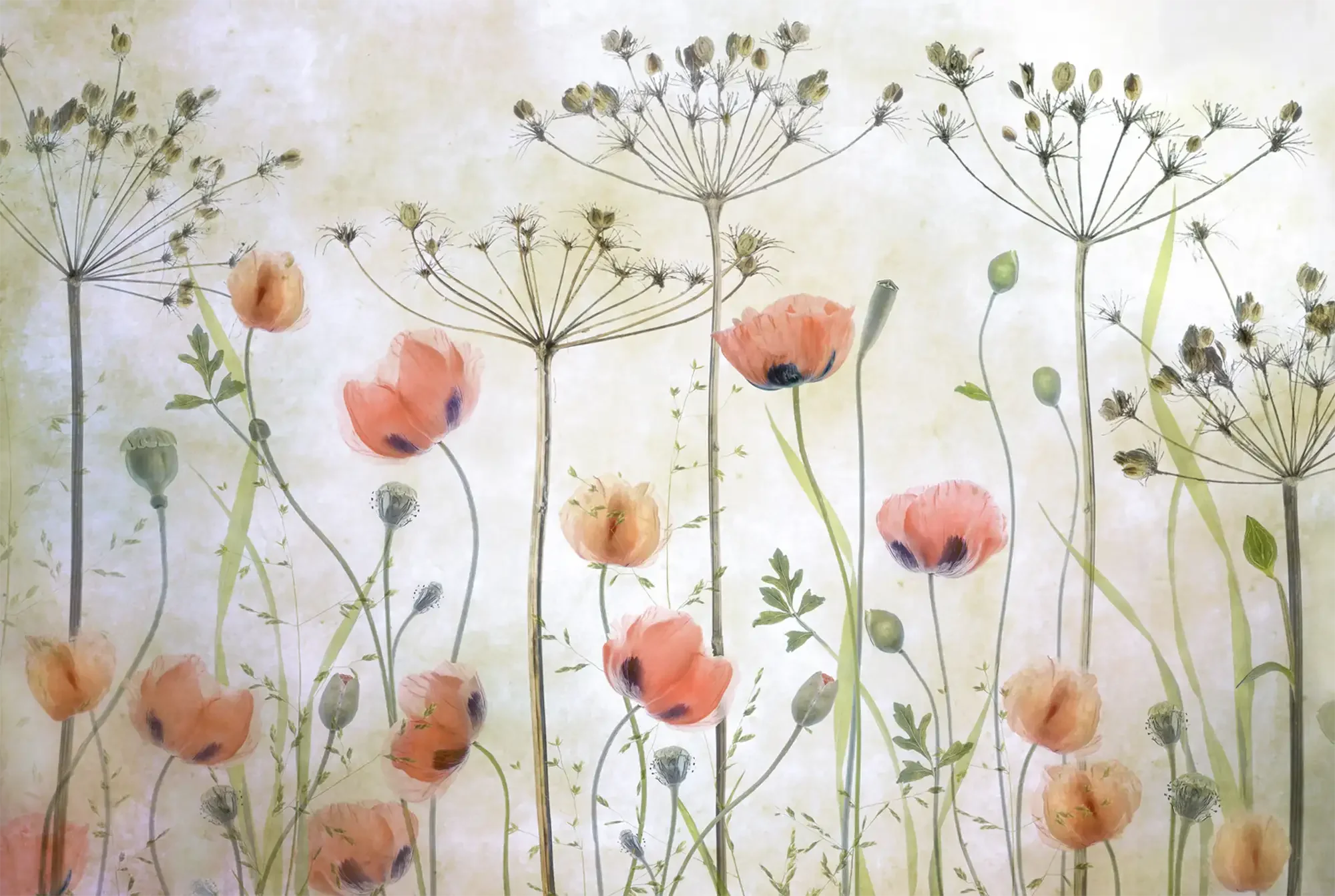 art photography of red-pink poppy meadow, natural tones