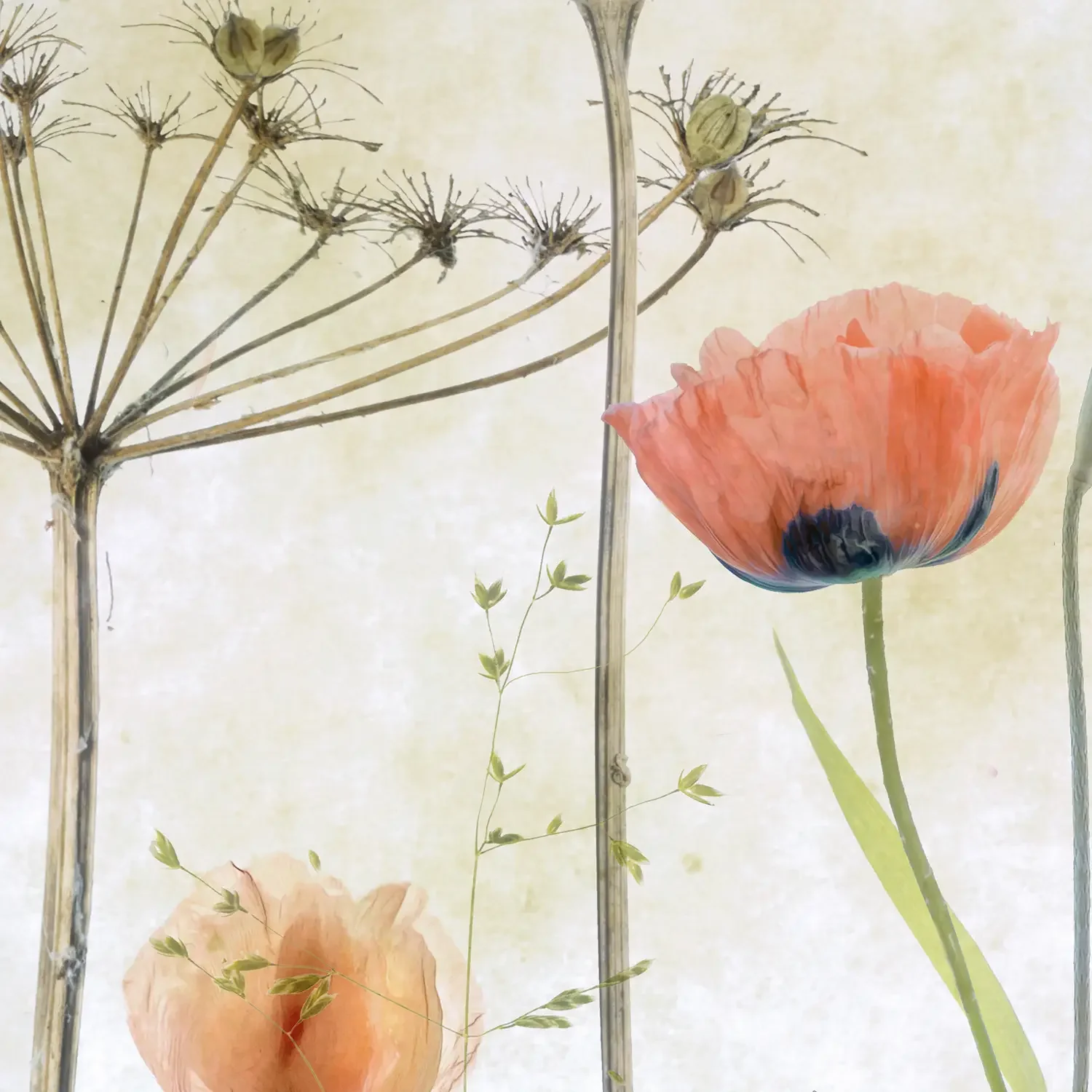 close up detail of art photography of red-pink poppy meadow