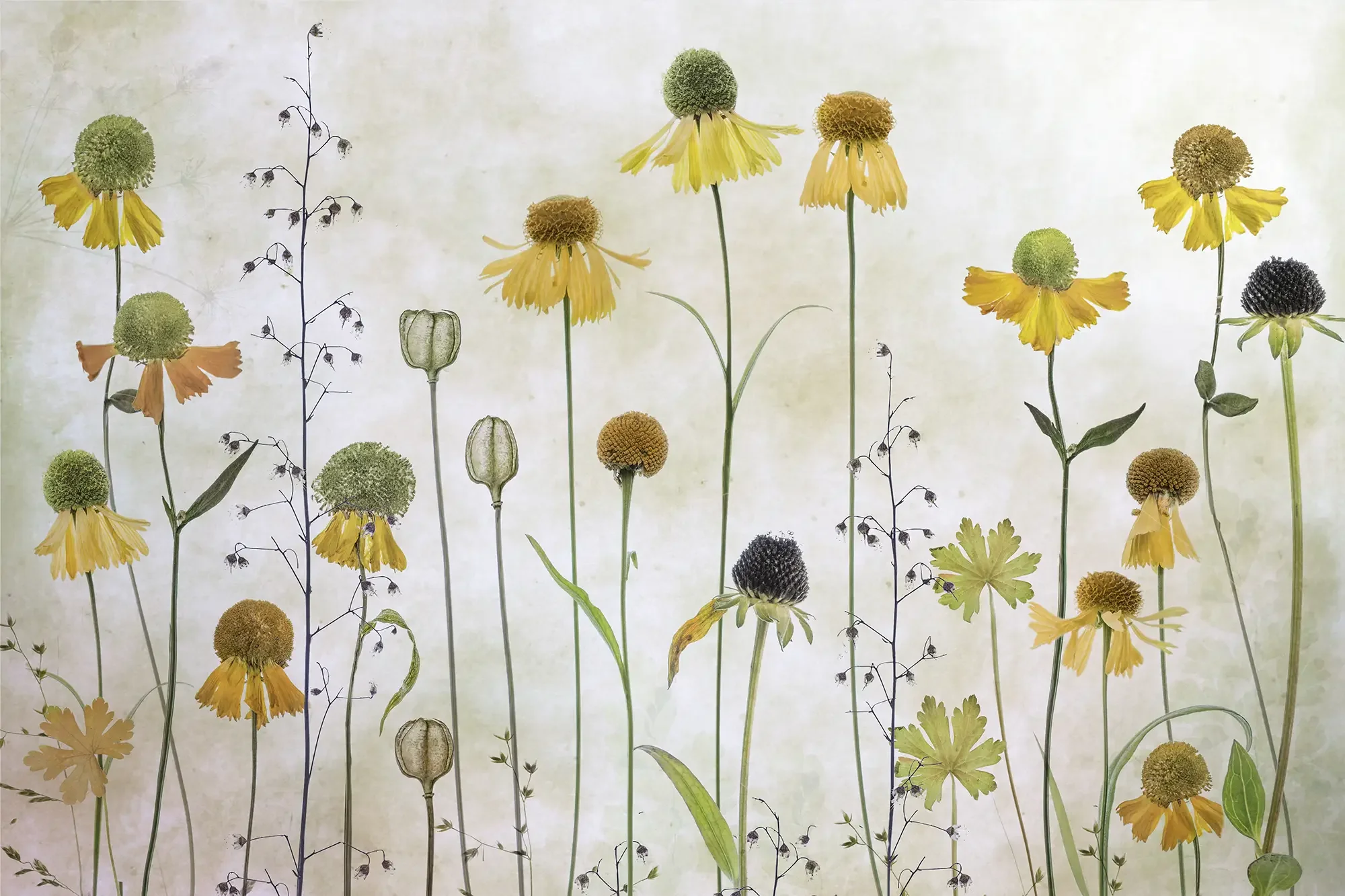 Fine art photography of yellow flower heads arranged vertically, natural tones