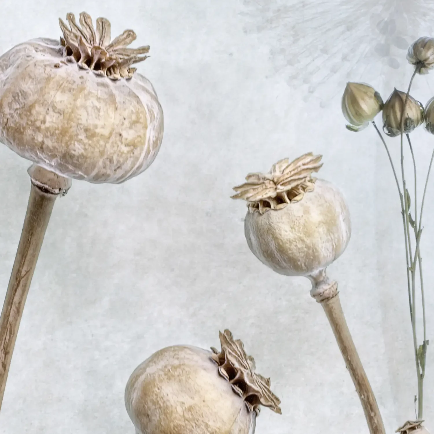 close-up crop of light blue-grey art photography of dried seed heads