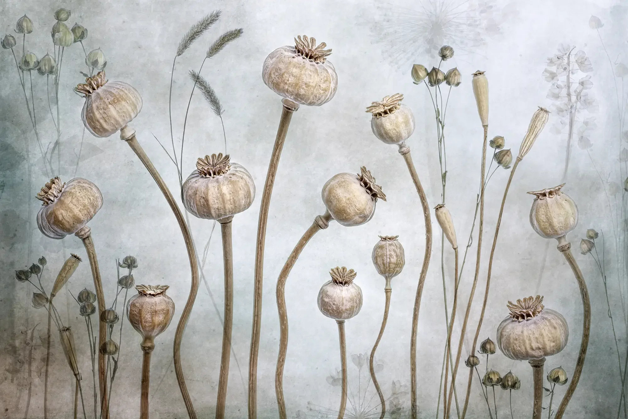 Light blue-grey art photography of dried seed heads