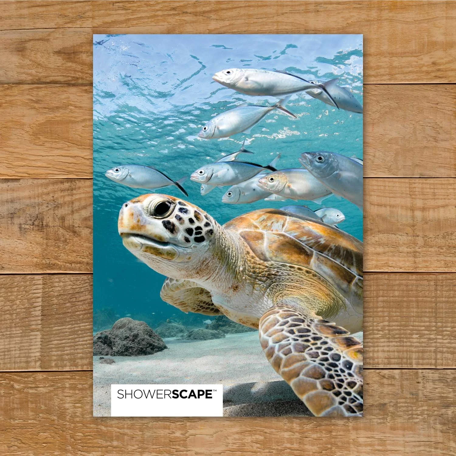 ShSc_Sample_Turtle.jpg