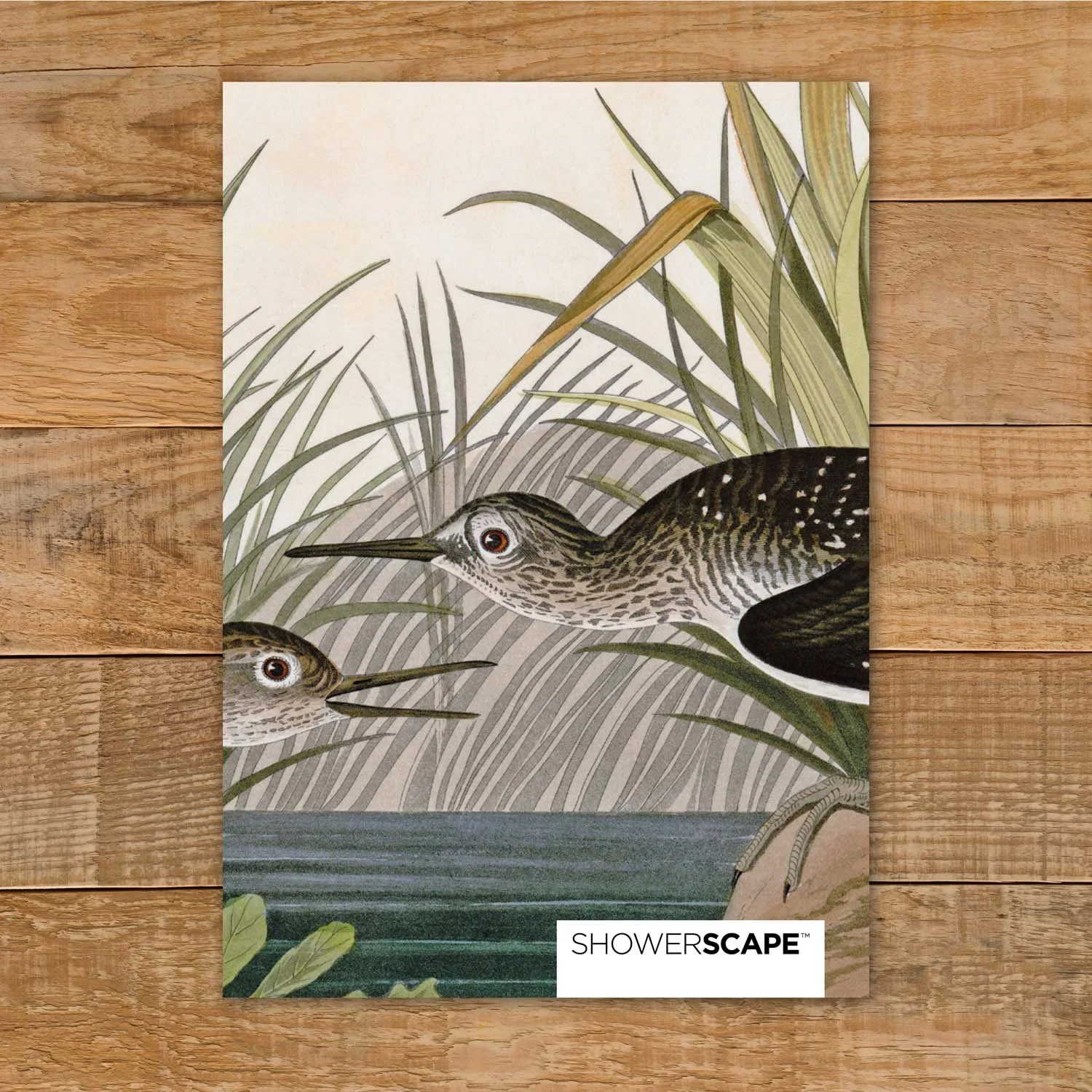 ShSc_Sample_Sandpiper.jpg