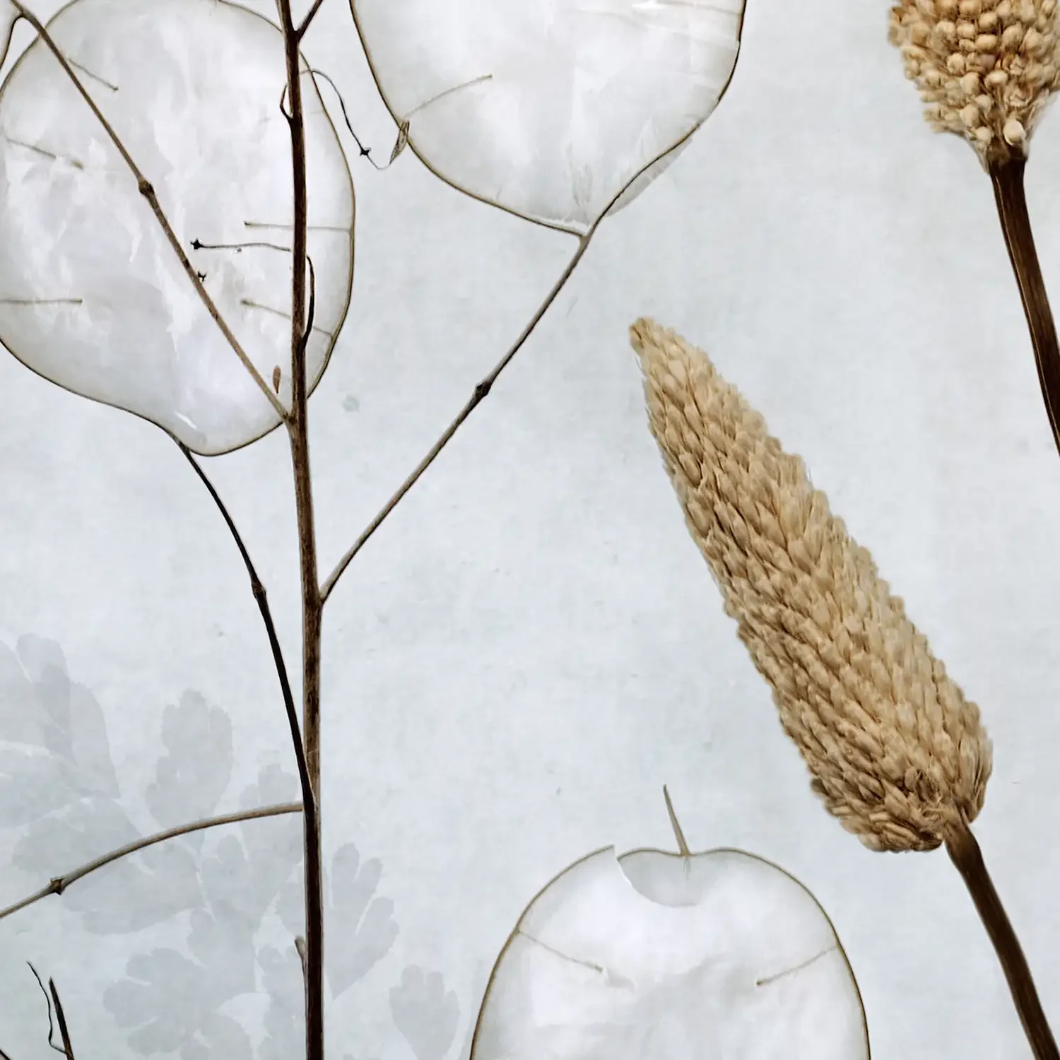 Lunaria_detail_1500px.webp
