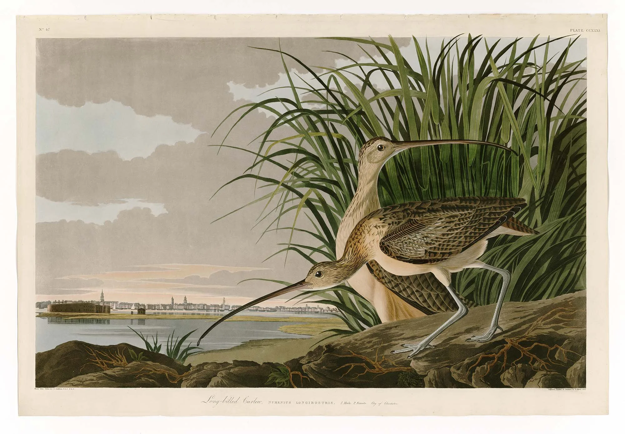 Audubon 231_Long-billed_Curlew_ fine art print – full image detail of a pair of Curlews in lush green reed grasses near a river