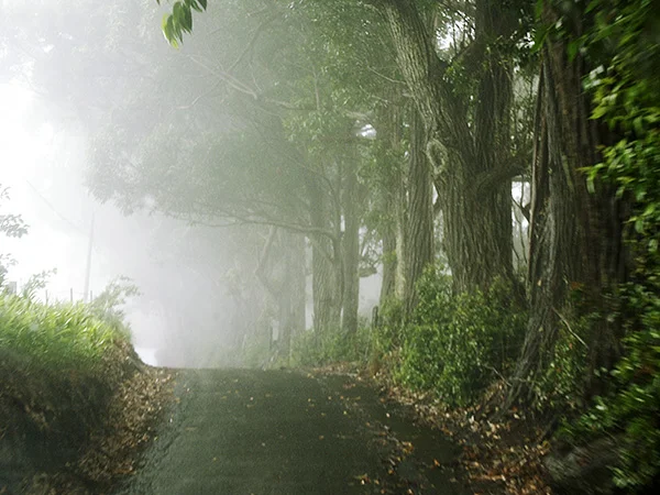 Pa'auilo Mauka, Fog 2