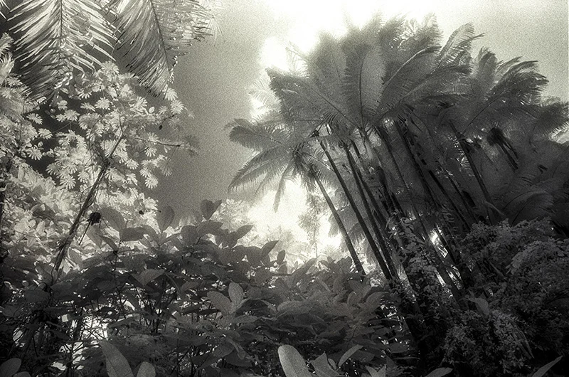Onomea Sanctuary