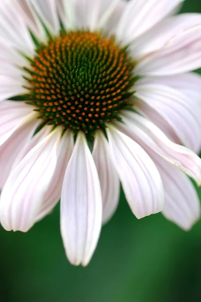 Echinacea Soft