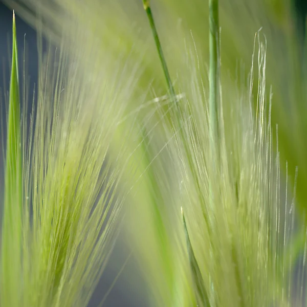 Green Wisp 1