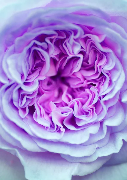 Purple Rose