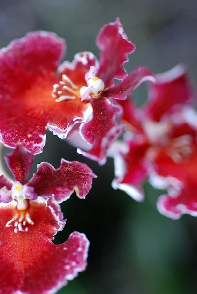 Red Orchid